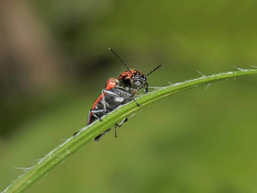 Elateridae:  Anostirus cfr. purpureus